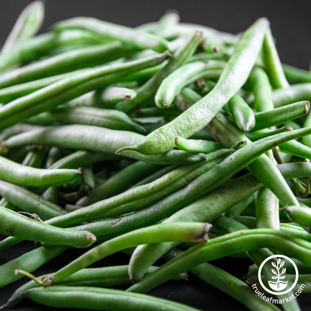 Kentucky Wonder Bean