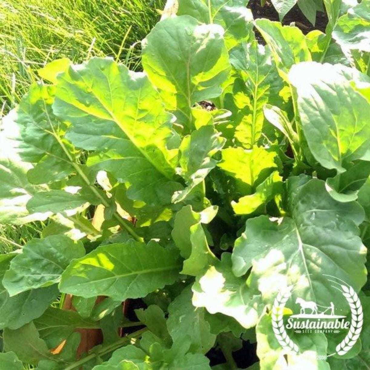 Slow Bolt Arugula