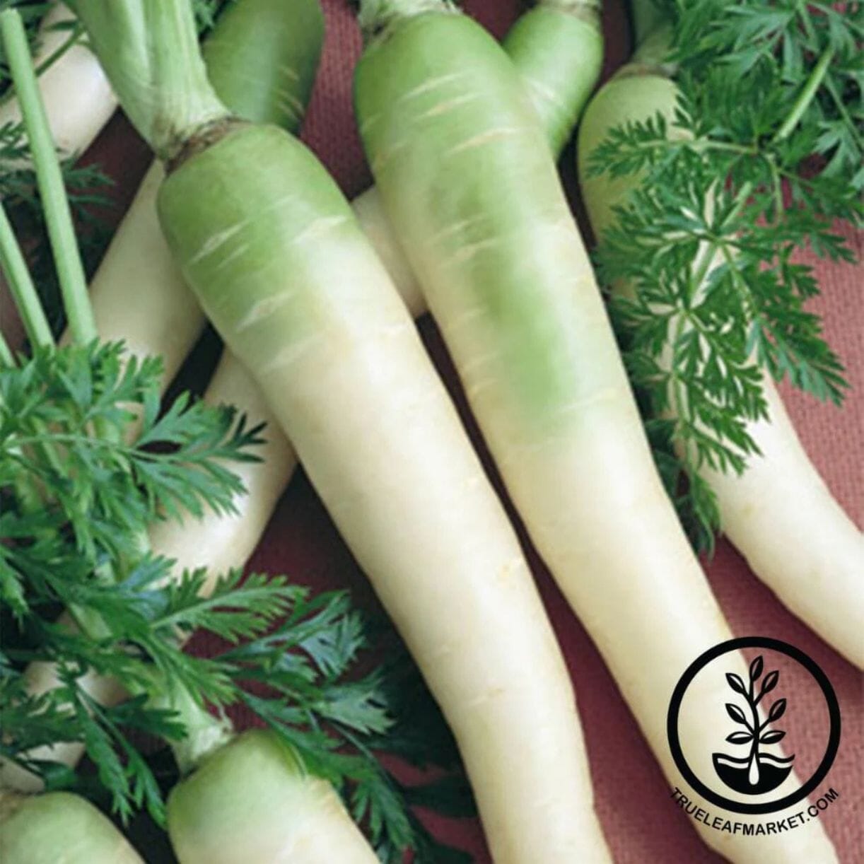 Lunar White Carrot