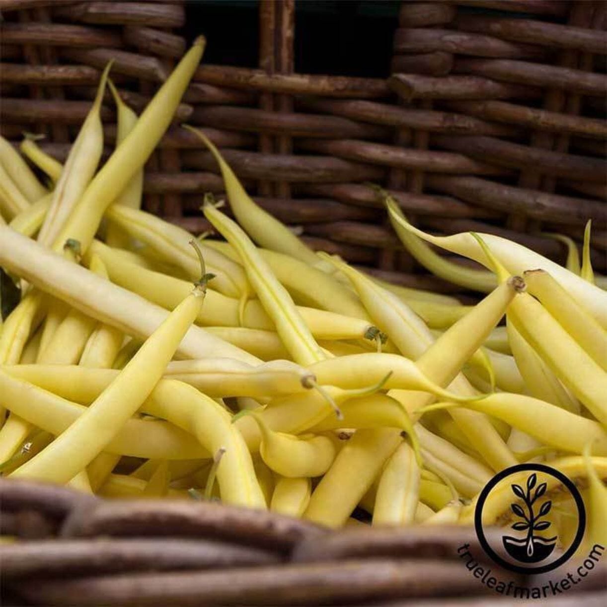 Gold Rush Wax Bean