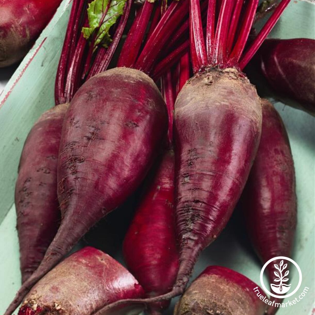 Macgregor’s Favorite Beet