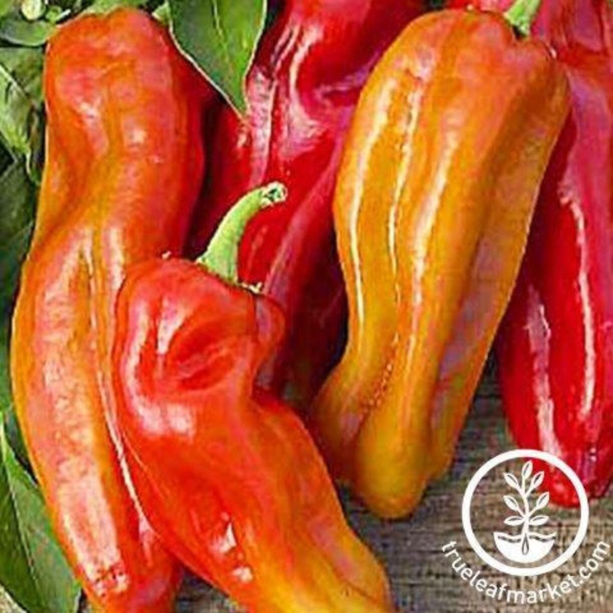 Cubanelle Pepper