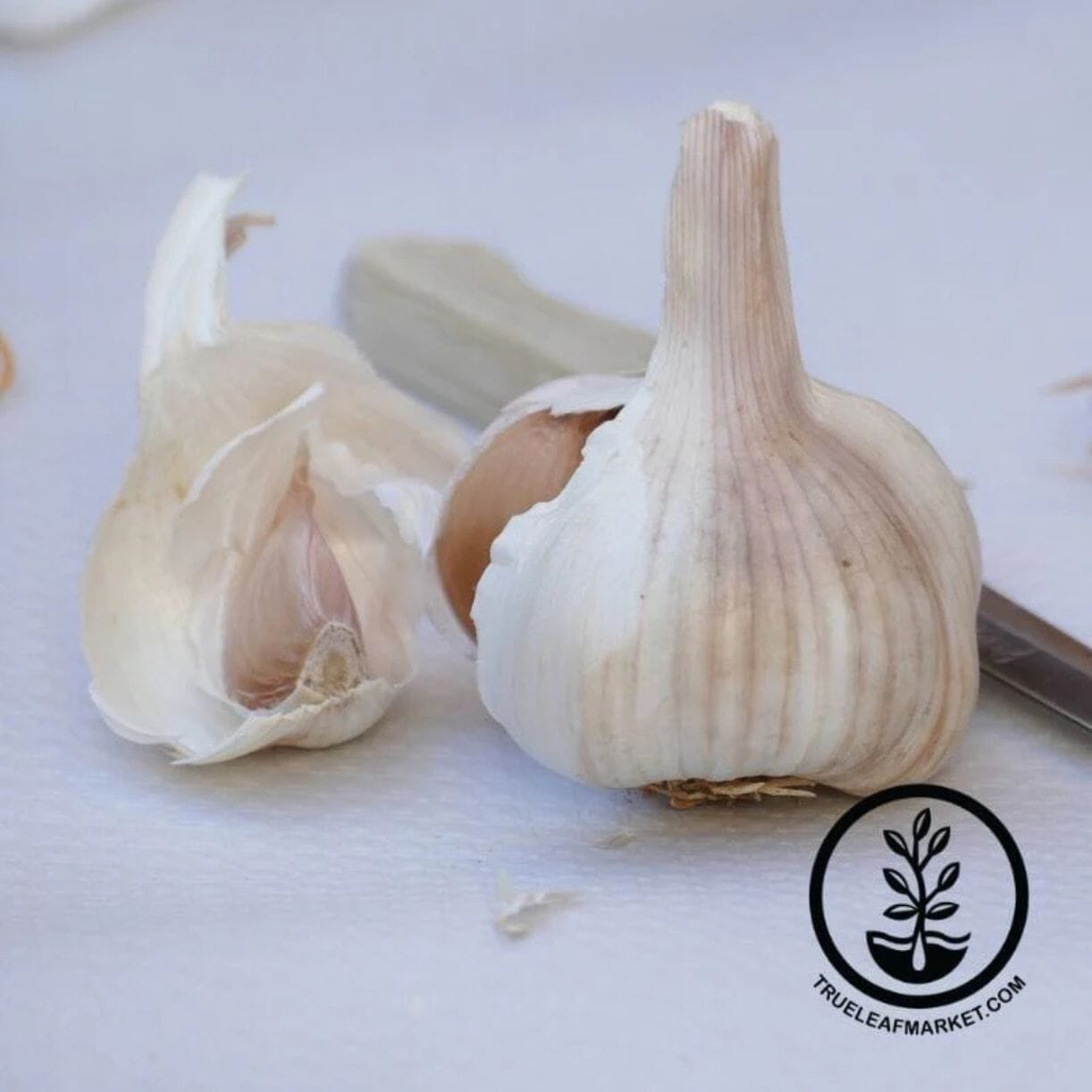 Nootka Rose Garlic