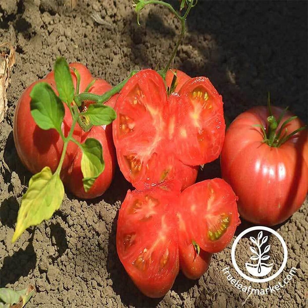 Mortgage Lifter Tomato