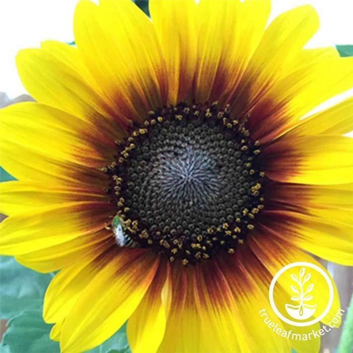 Ring Of Fire Sunflower