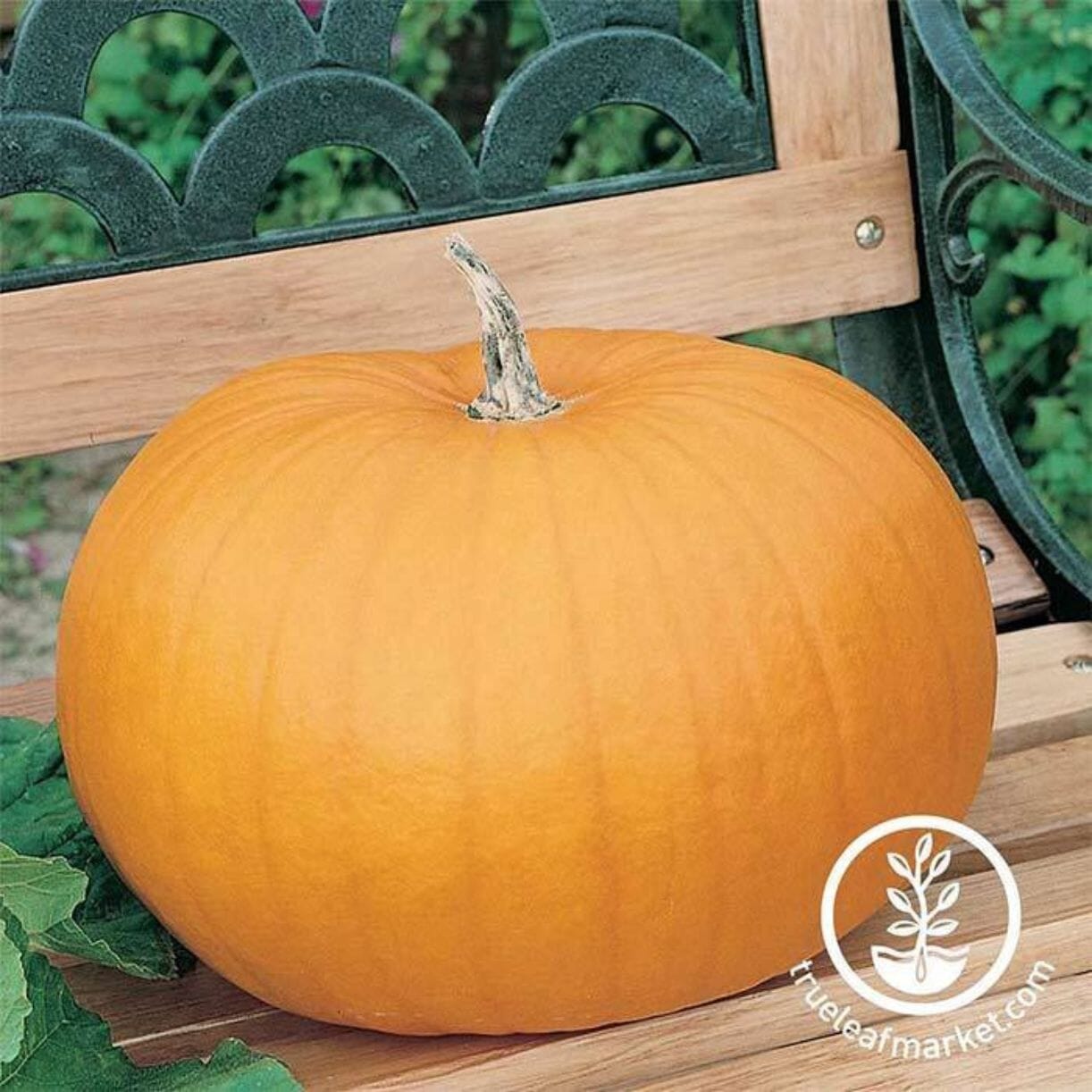 Connecticut Field Pumpkin
