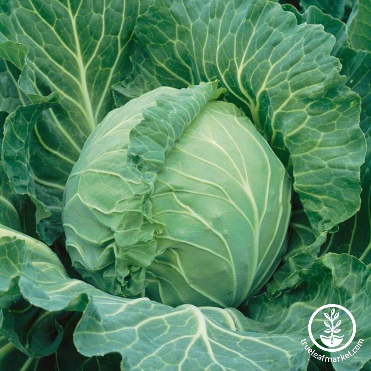 Copenhagen Market Cabbage