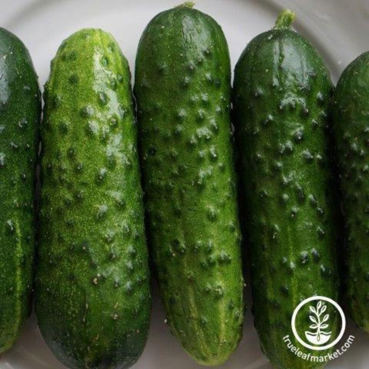 Pioneer Cucumber