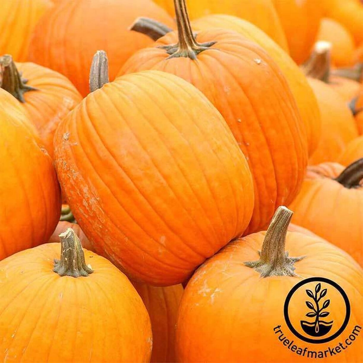 Autumn Gold Pumpkin