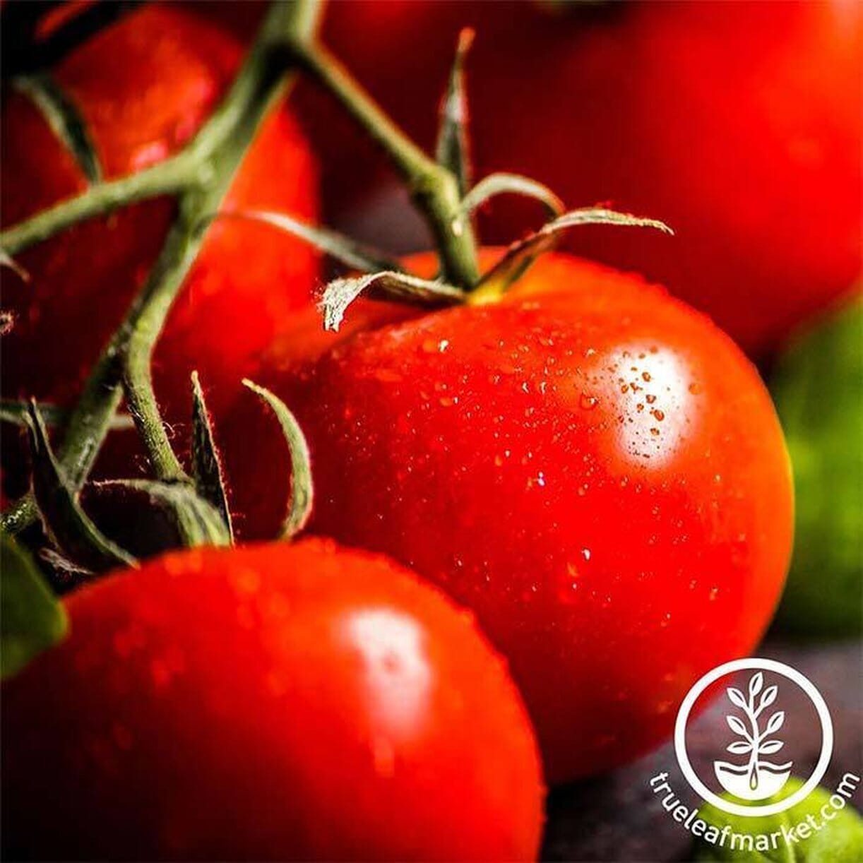 Bush Early Girl Tomato