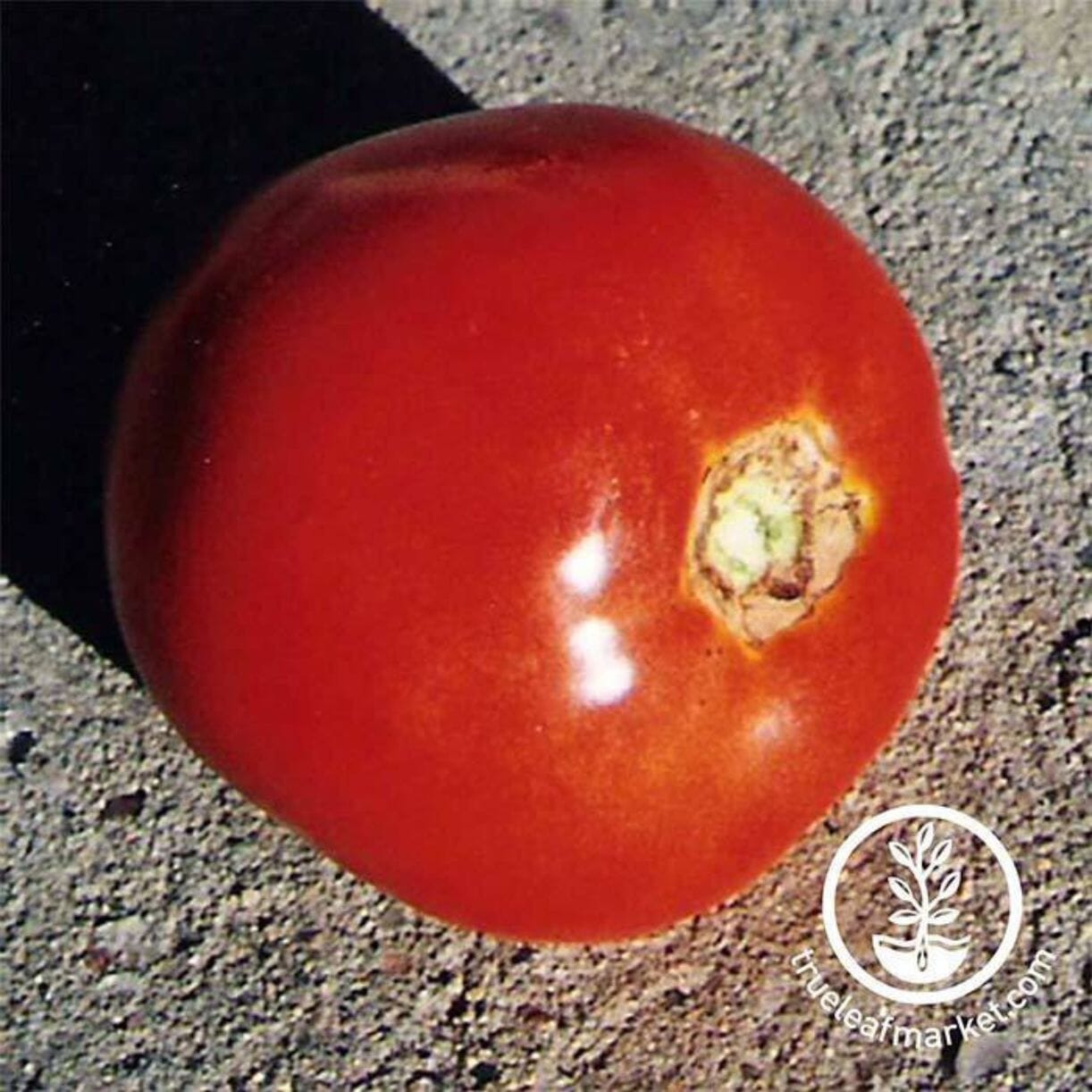 Thessaloniki Tomato