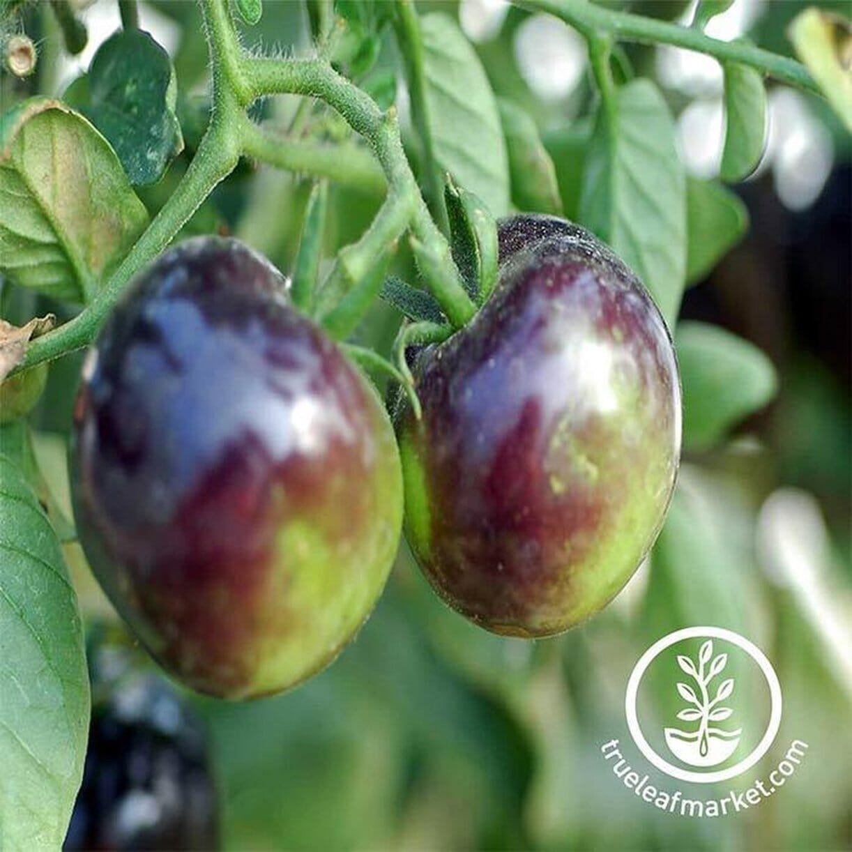 Indigo Rose Tomato