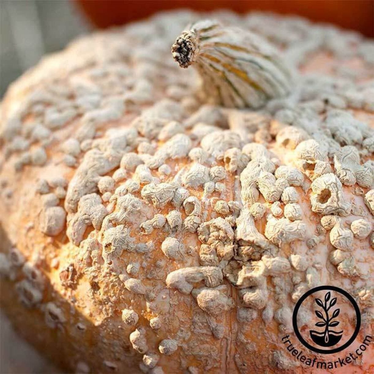 Galeux D'eysines Pumpkin