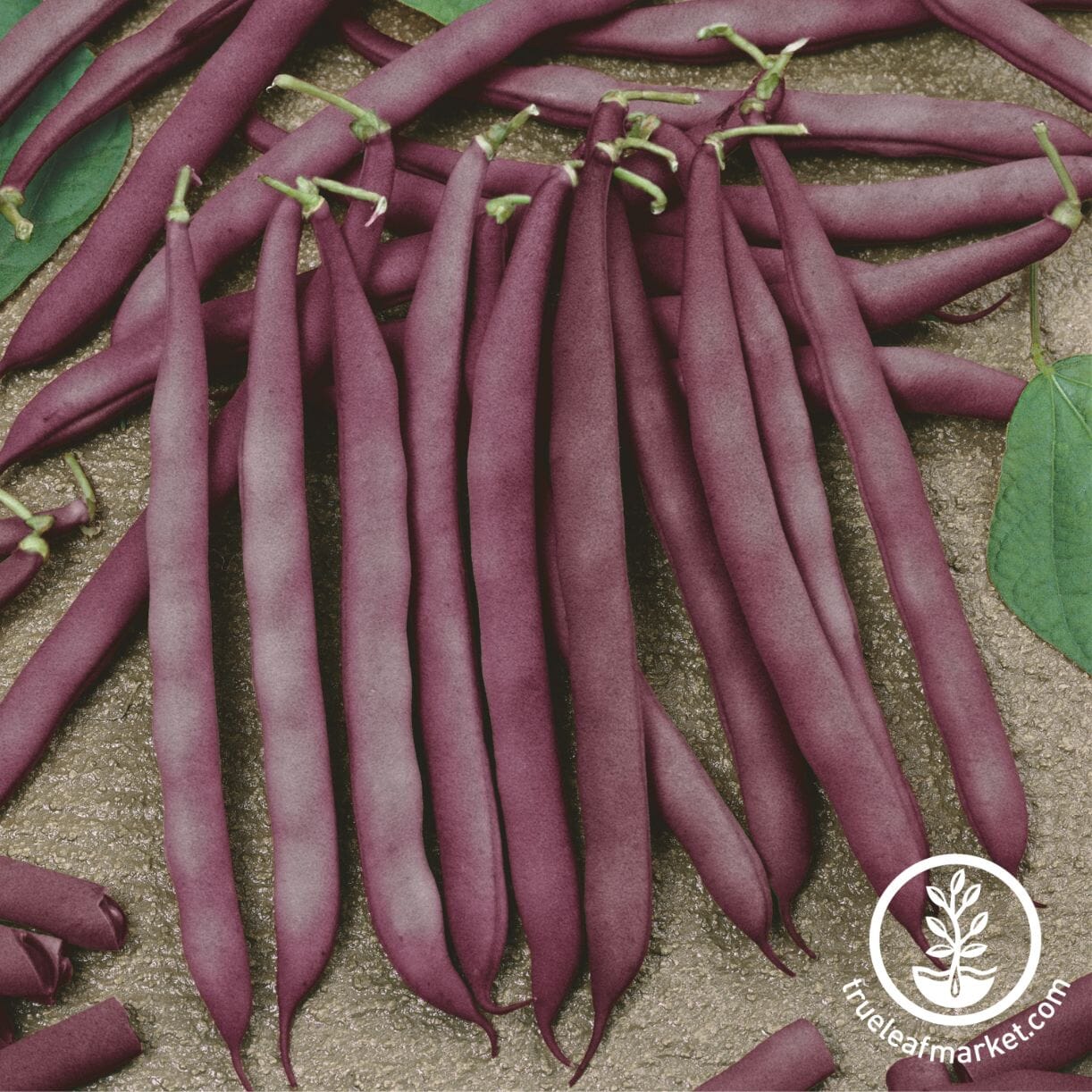 Red Swan Bean