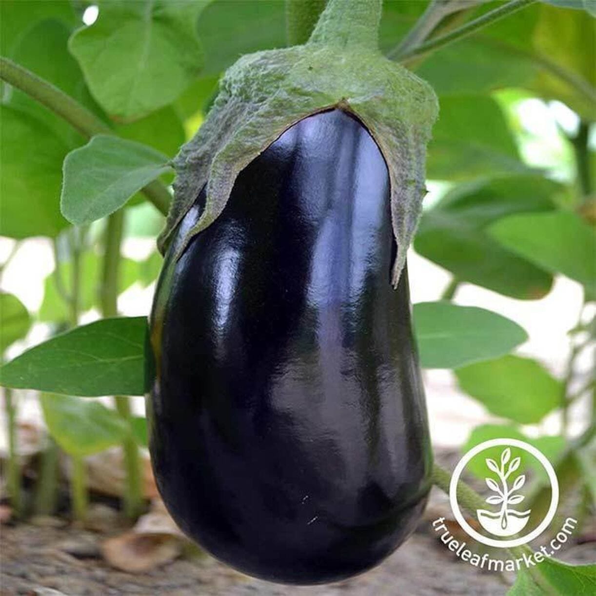 Black Beauty Eggplant