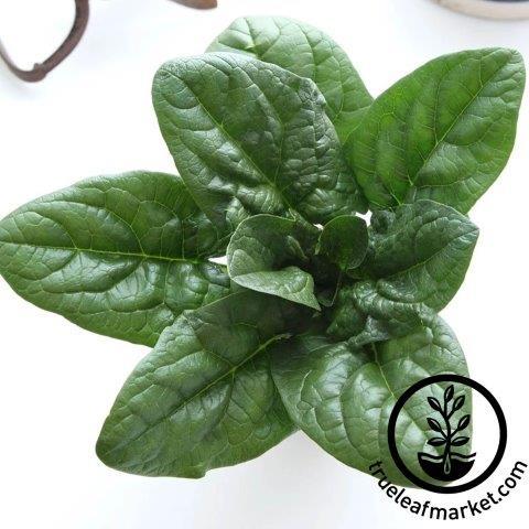 Carmel Spinach