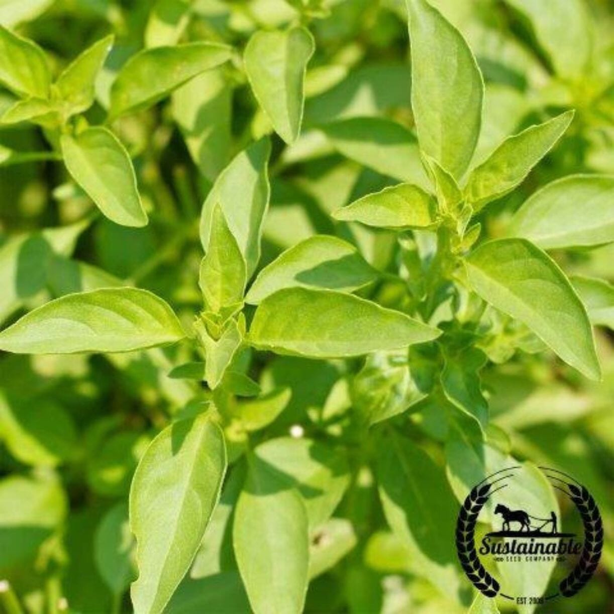 Lemon Basil
