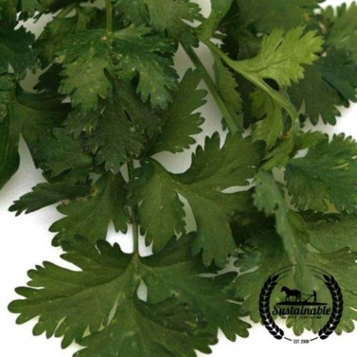 Santo Cilantro