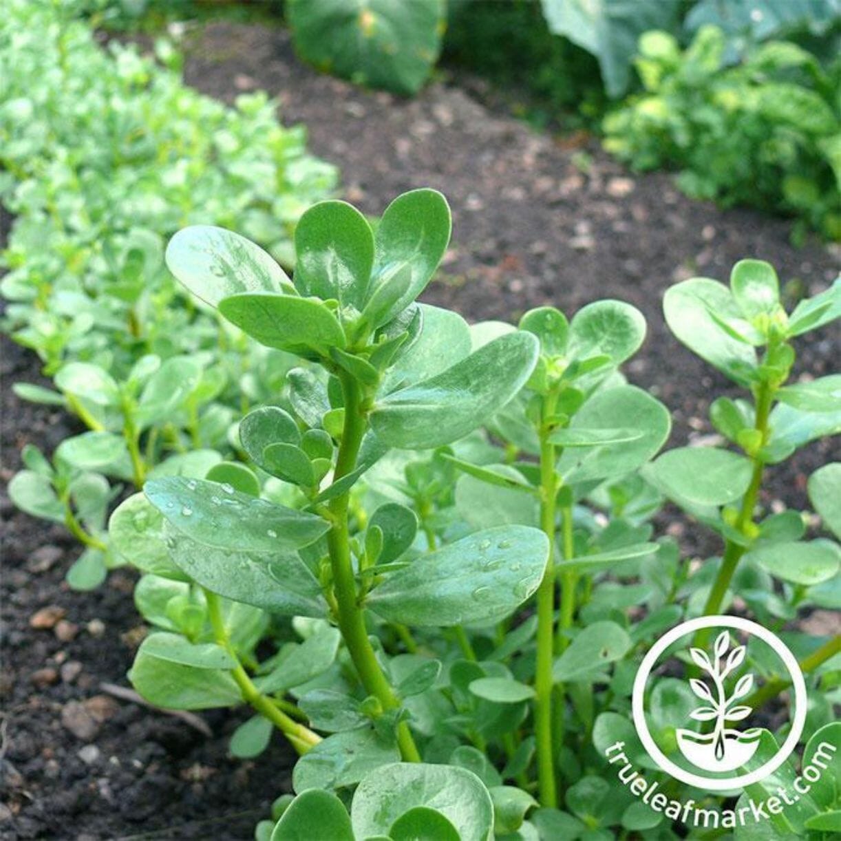Golden Purslane