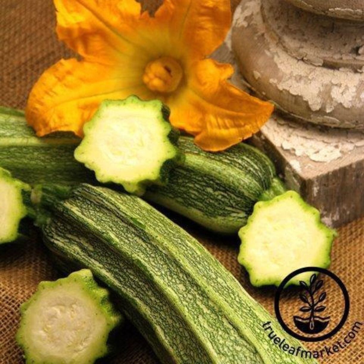 Costata Romanesco Zucchini