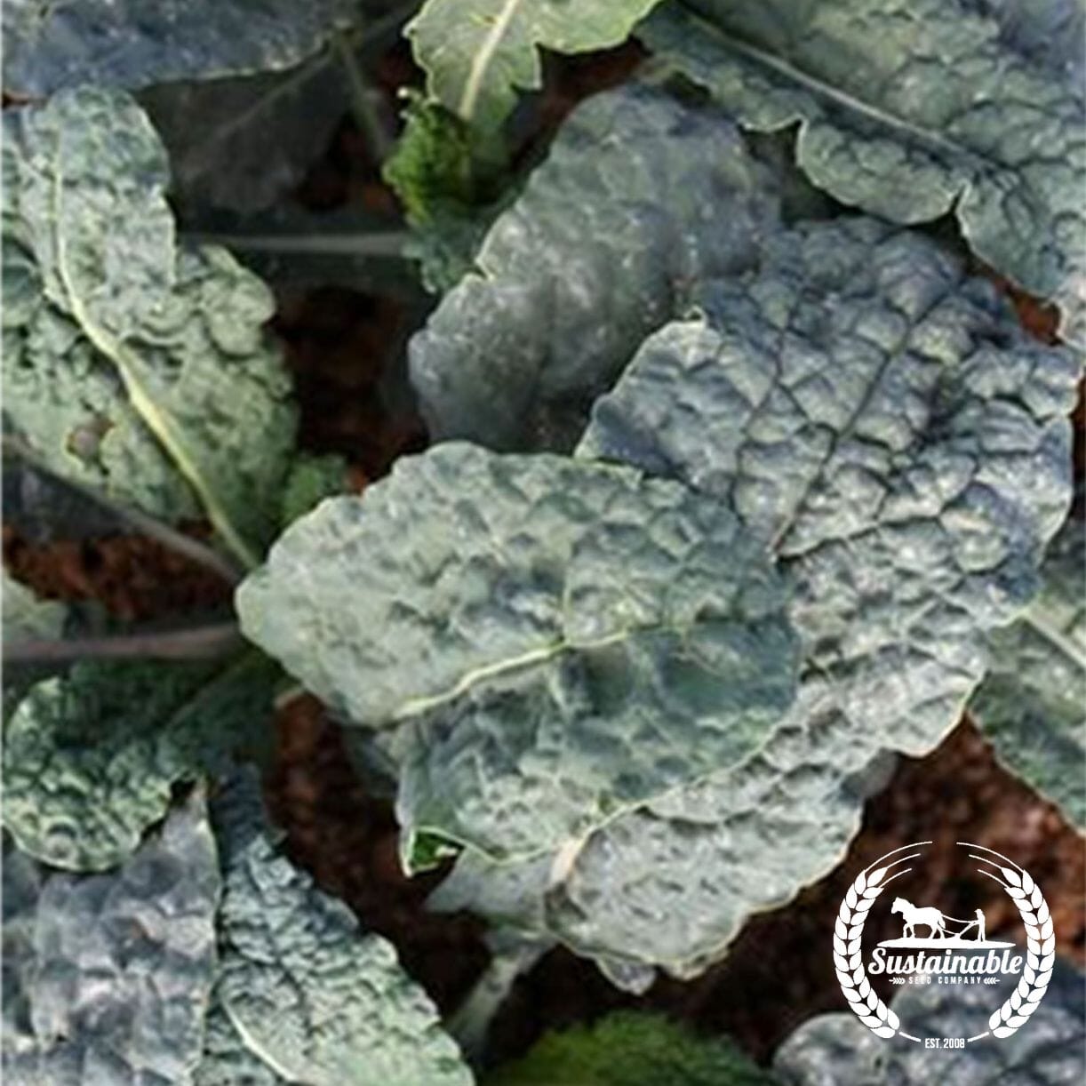 Black Magic Kale