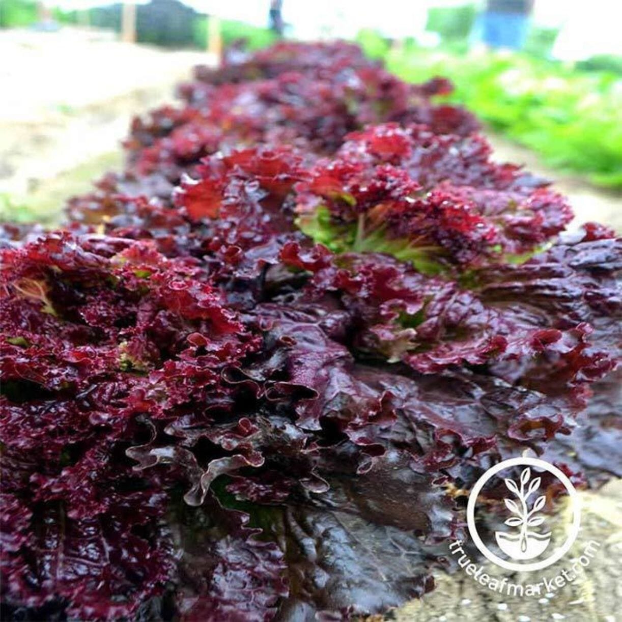 Ruby Red Lettuce
