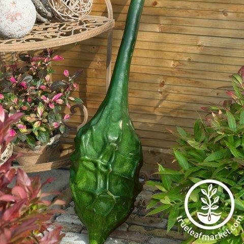 Caveman's Club Gourd