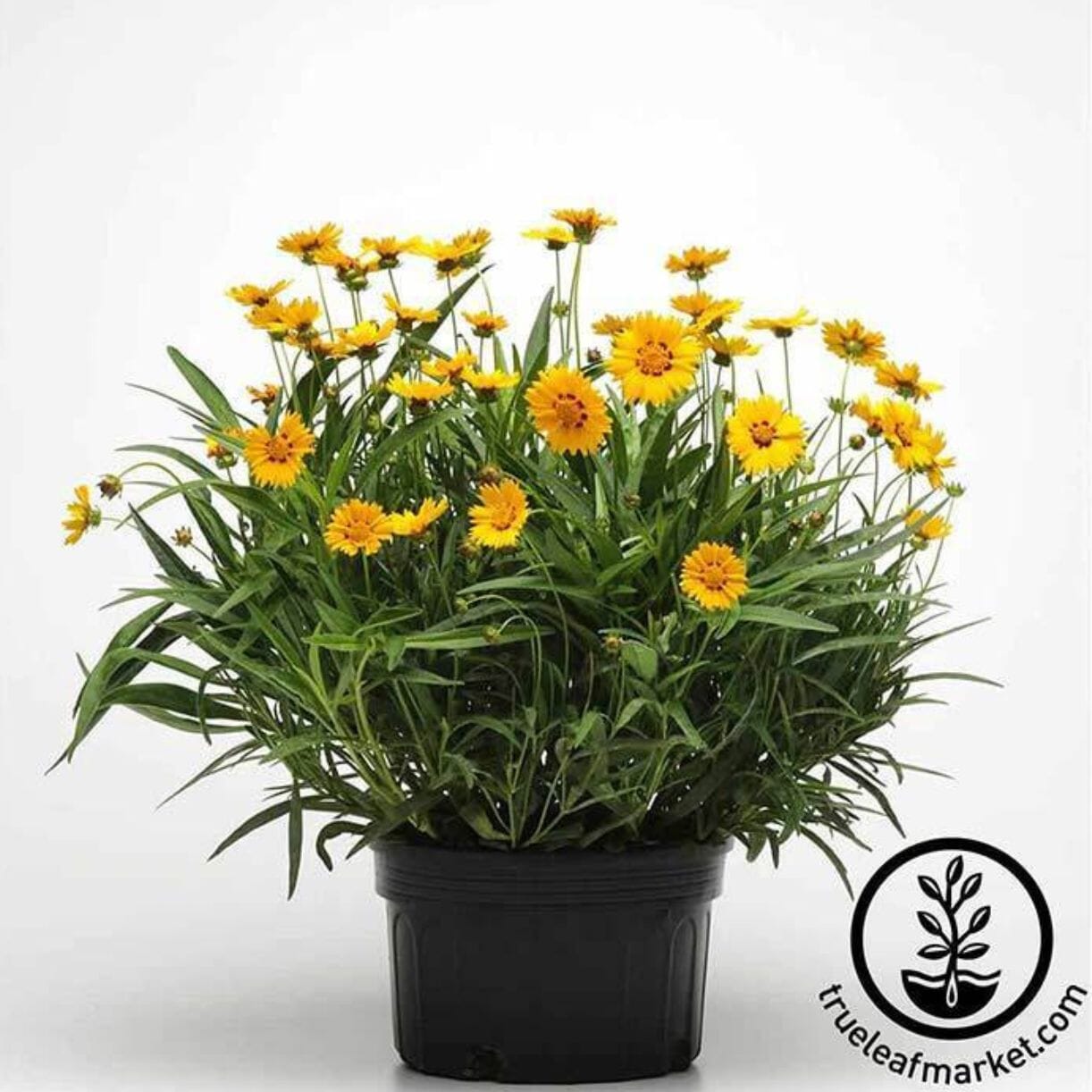 Sunfire Coreopsis