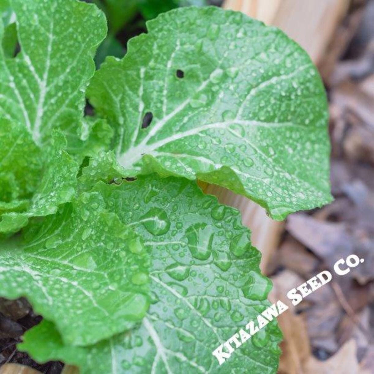 Fun Jen Cabbage — Growing Guide — Zones 2-10 | Verdantly