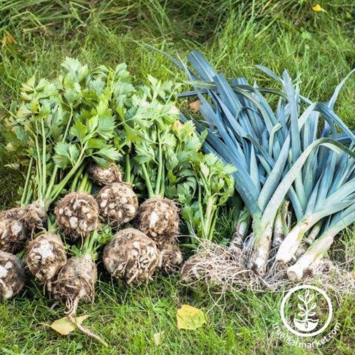 Giant Musselburgh Leek