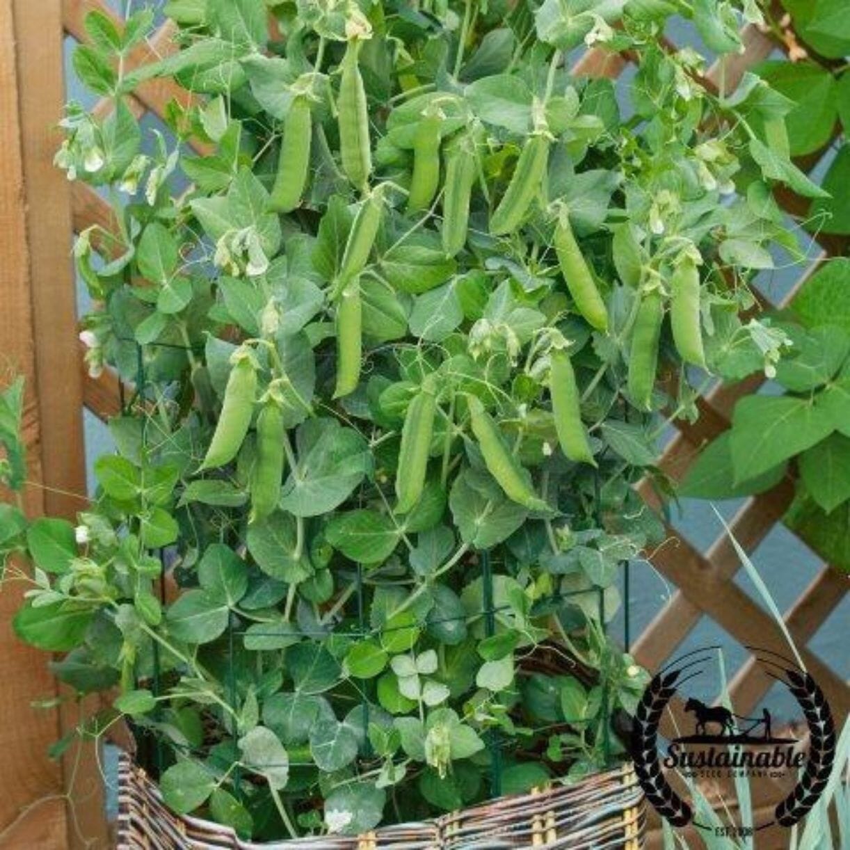 Patio Pride Pea