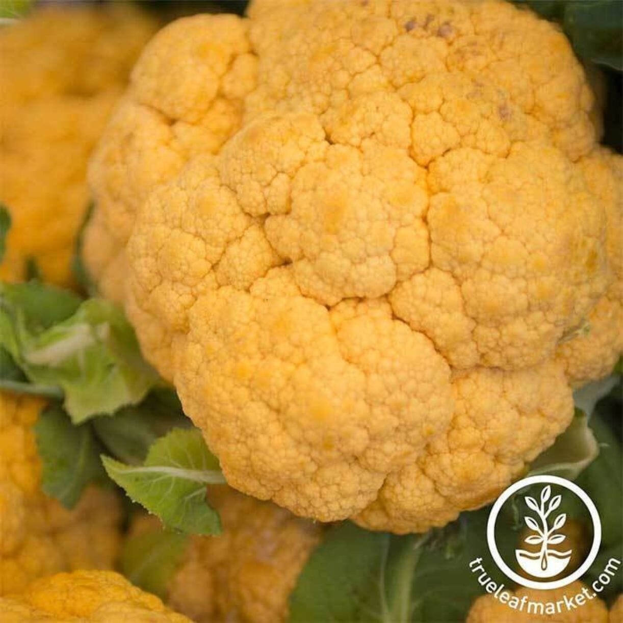 Cheddar Cauliflower