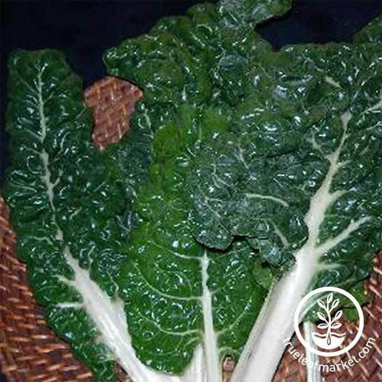 Fordhook Giant Swiss Chard