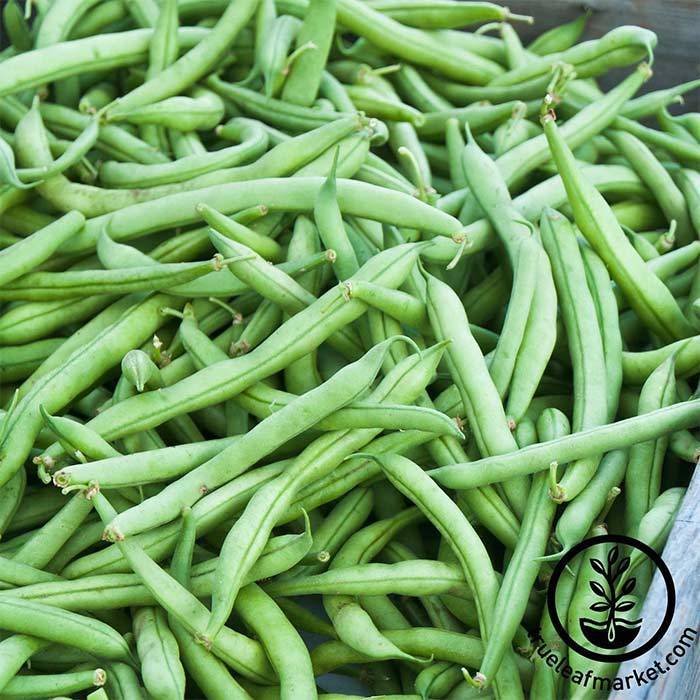 Strike Bean