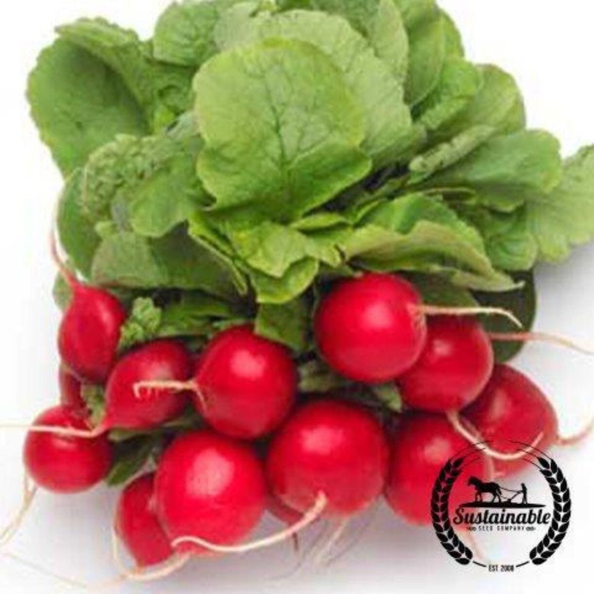 Cherry Belle Radish