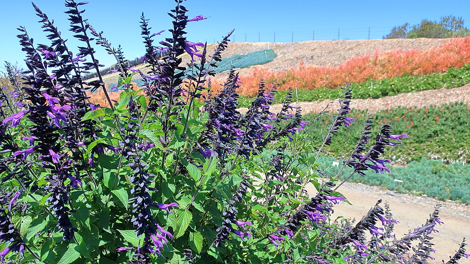 Amistad Salvia