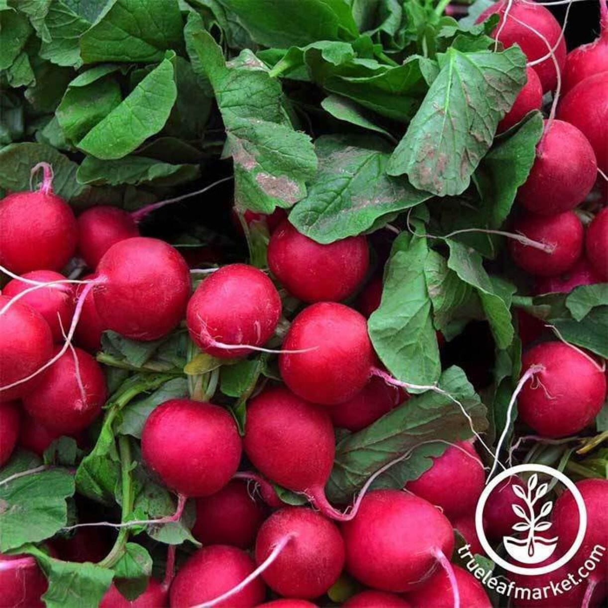 Champion Radish
