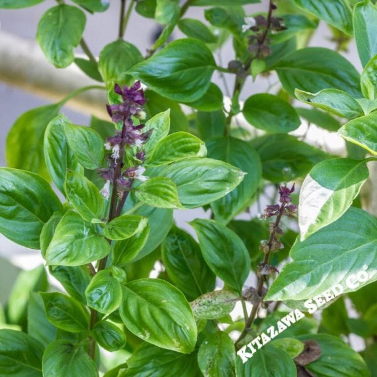Anise Basil