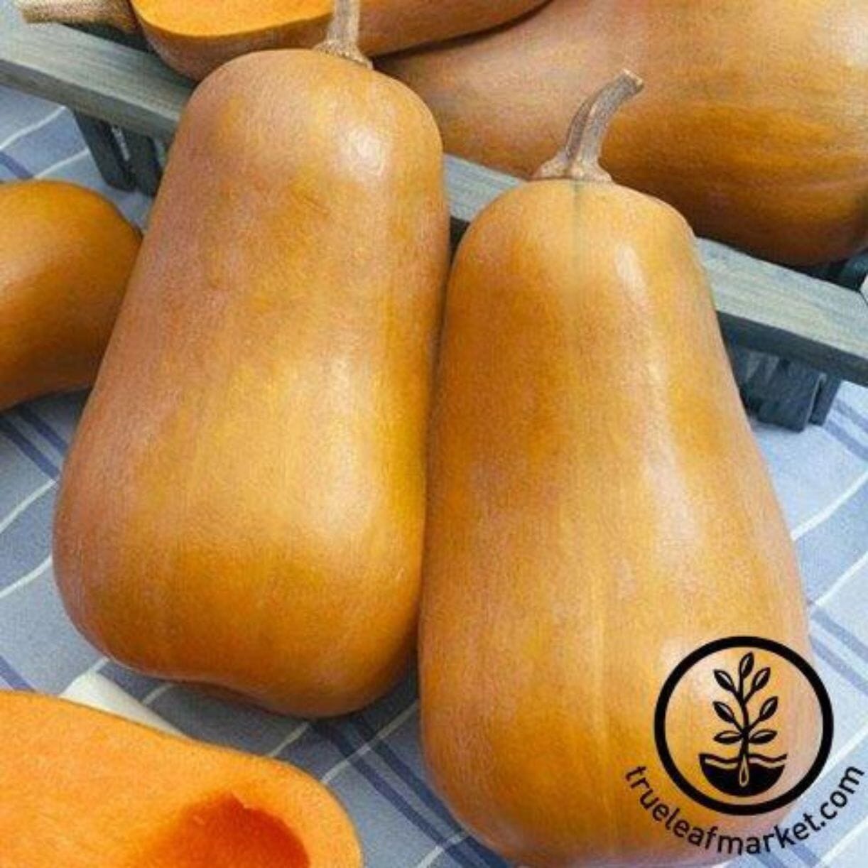 Honeybaby Squash