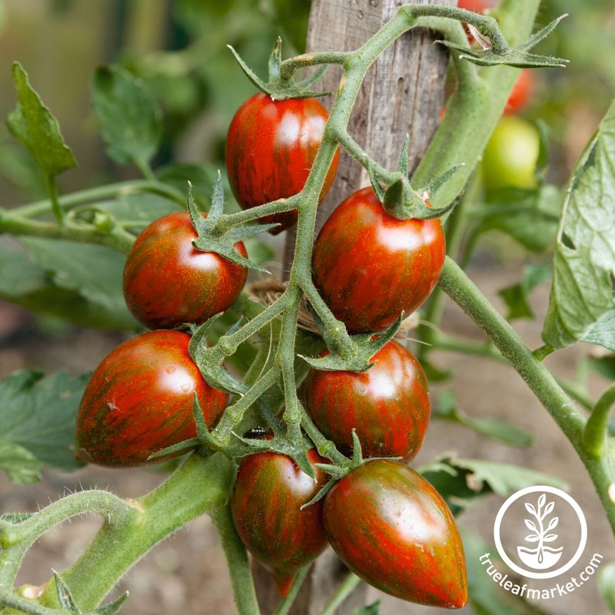 Brad’s Atomic Grape Tomato