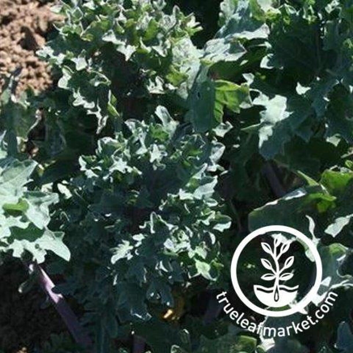 Red Ursa Kale