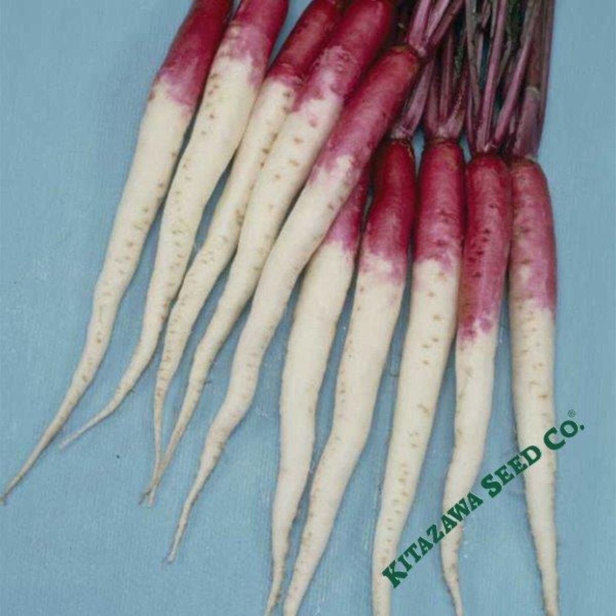 Hinona Kabu Turnip