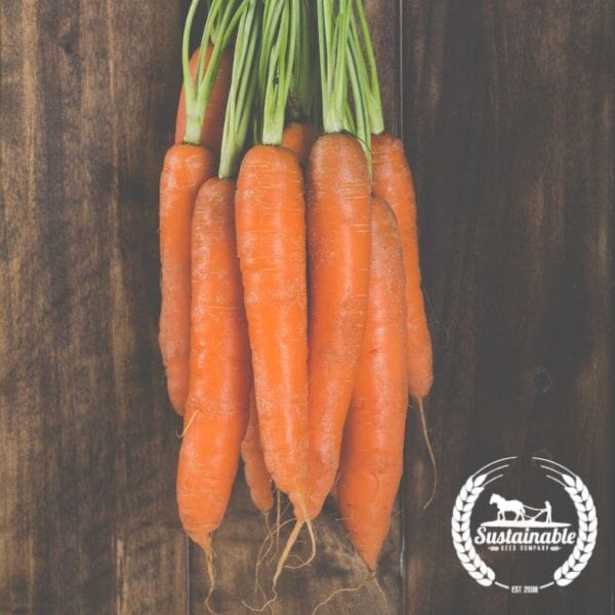 Bambino Carrot