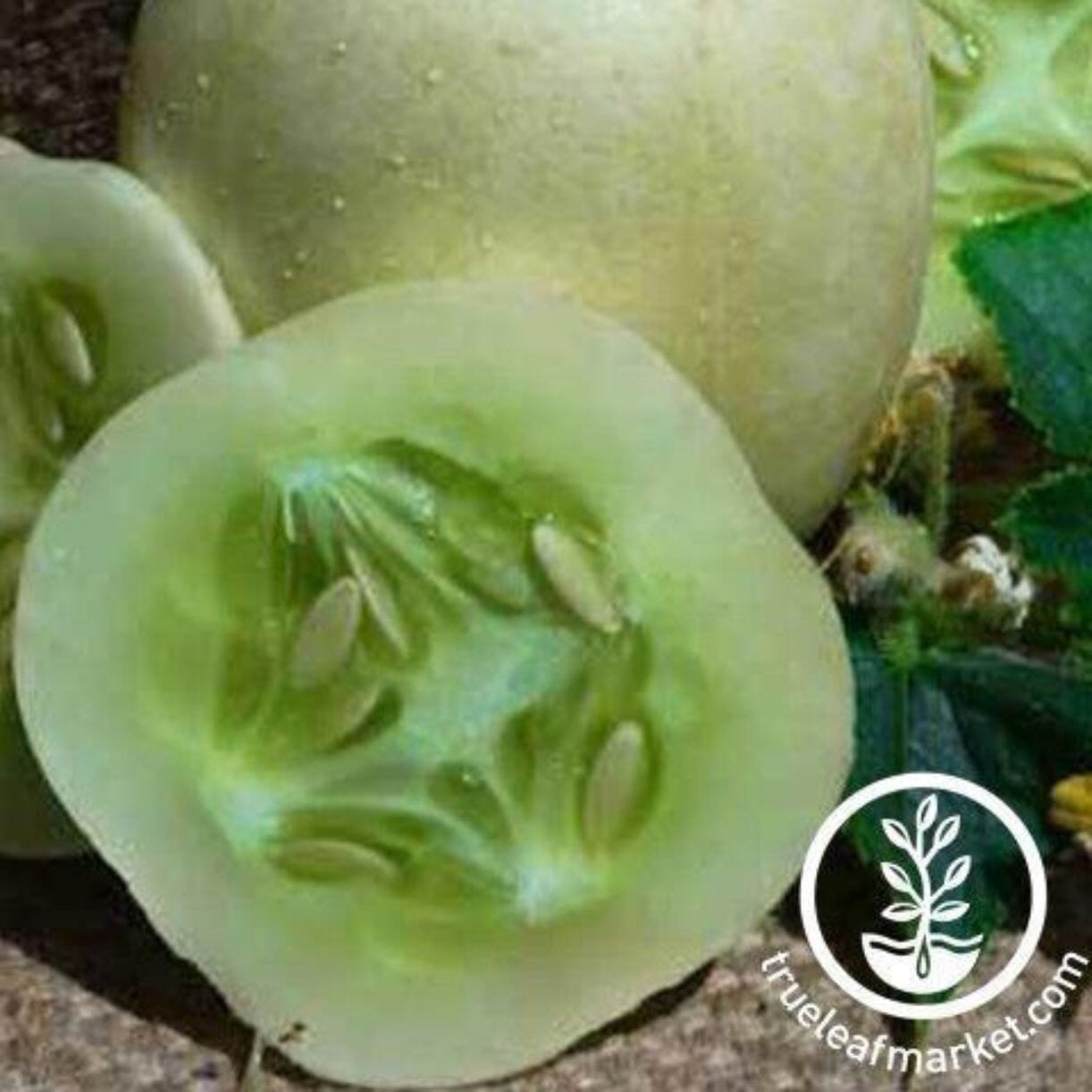 Crystal Apple Cucumber