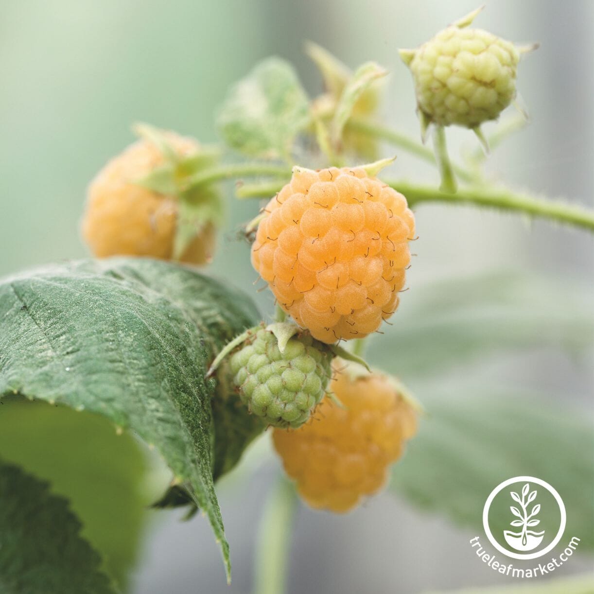 Fall Gold Raspberry