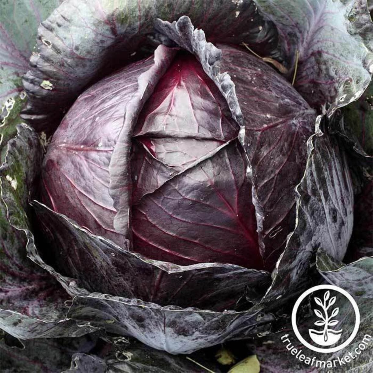 Red Acre Cabbage