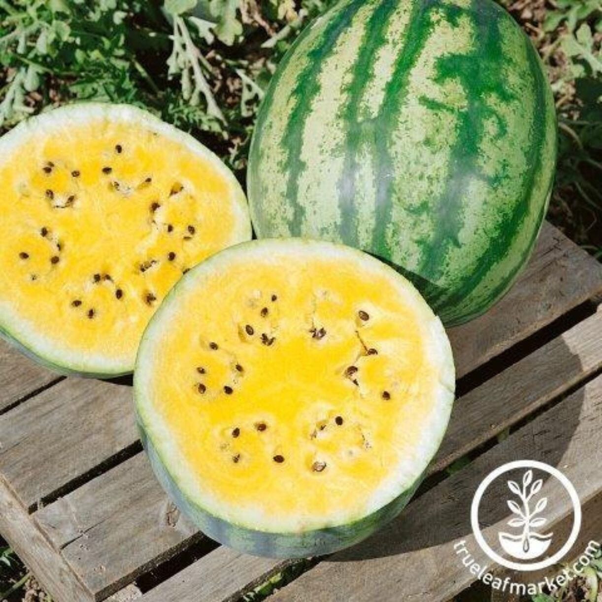 Golden Honey Watermelon