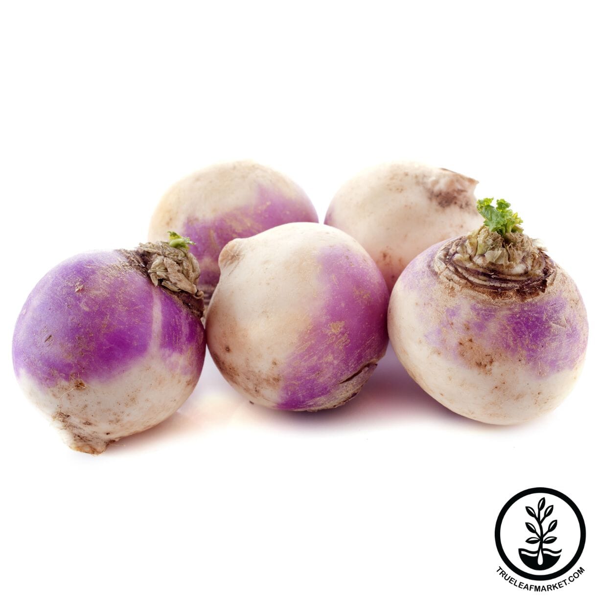 American Purple Top Rutabaga