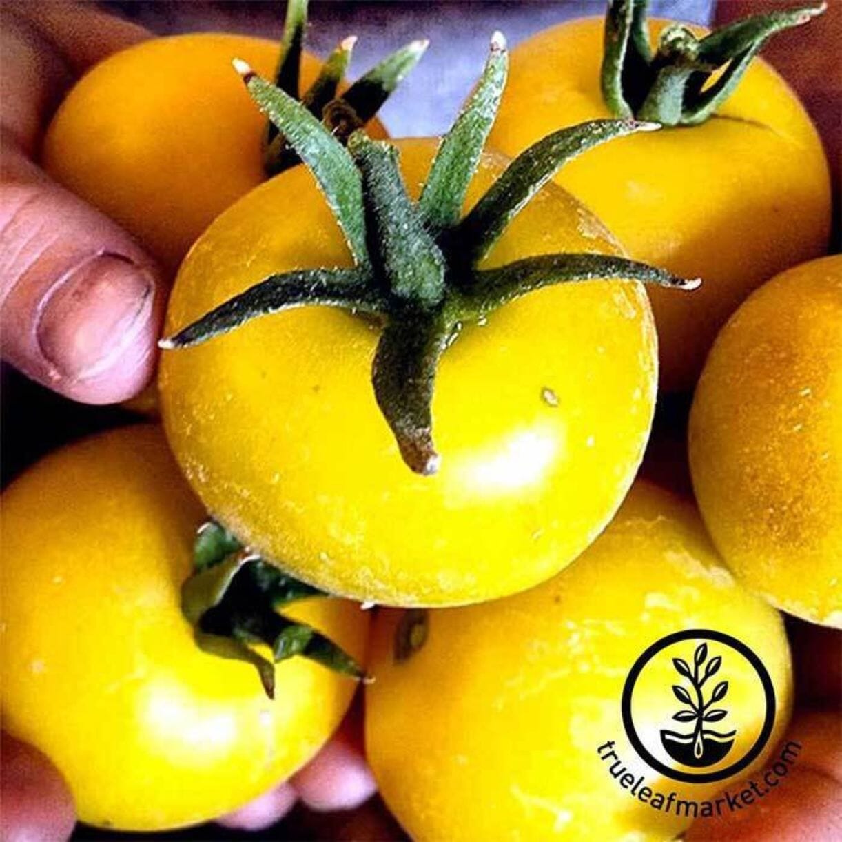 Lemon Boy Tomato