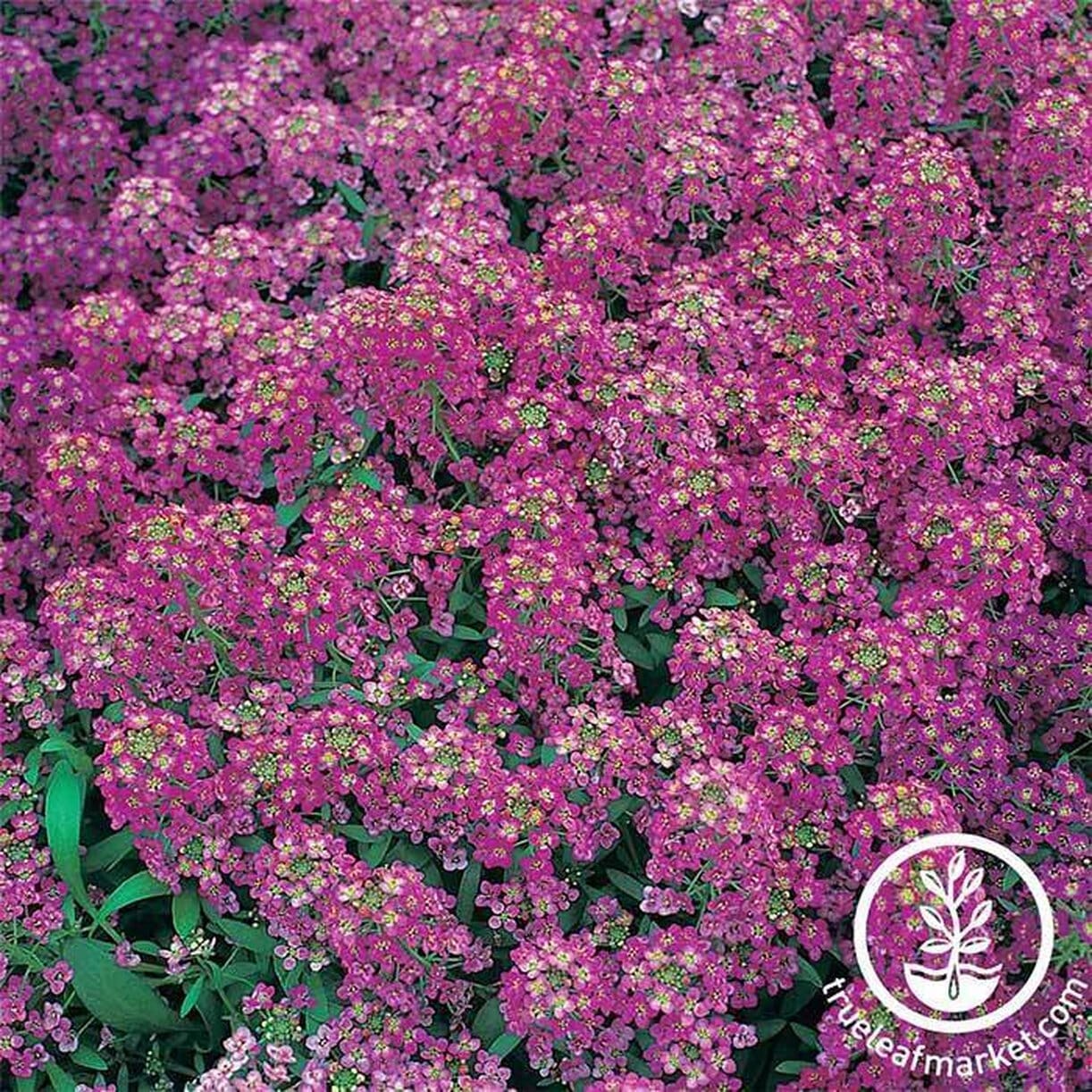 Royal Carpet Alyssum